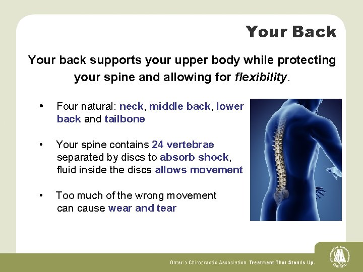 Your Back Your back supports your upper body while protecting your spine and allowing