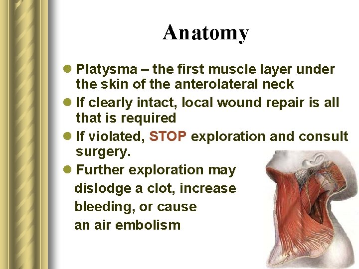 Anatomy l Platysma – the first muscle layer under the skin of the anterolateral