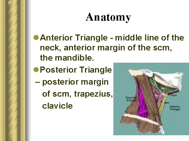 Anatomy l Anterior Triangle - middle line of the neck, anterior margin of the