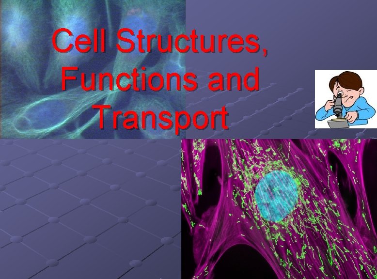 Cell Structures, Functions and Transport 
