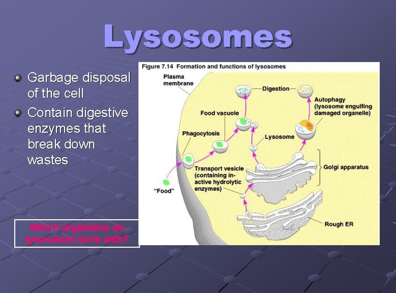 Lysosomes Garbage disposal of the cell Contain digestive enzymes that break down wastes Which