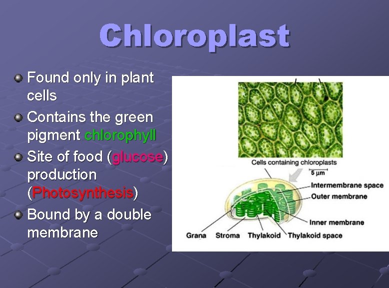 Chloroplast Found only in plant cells Contains the green pigment chlorophyll Site of food