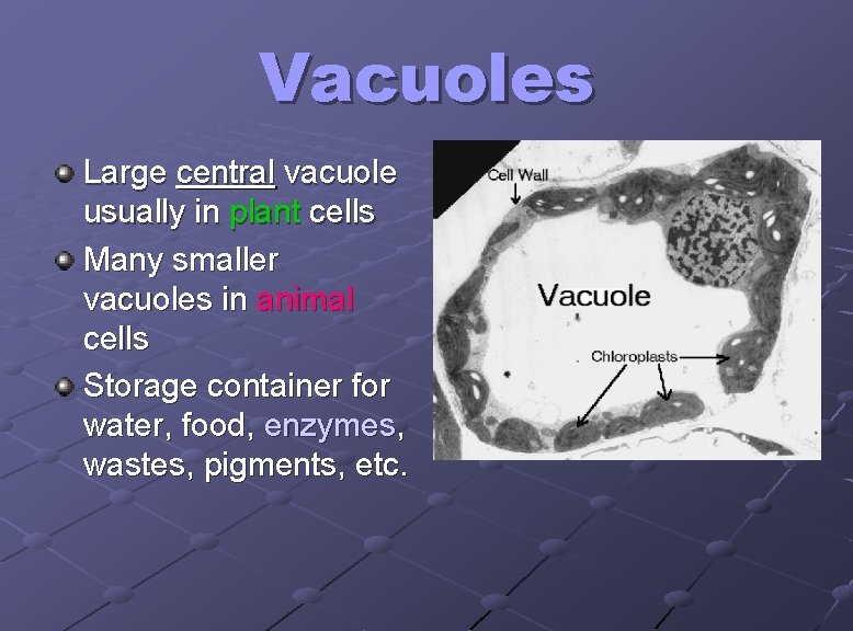 Vacuoles Large central vacuole usually in plant cells Many smaller vacuoles in animal cells