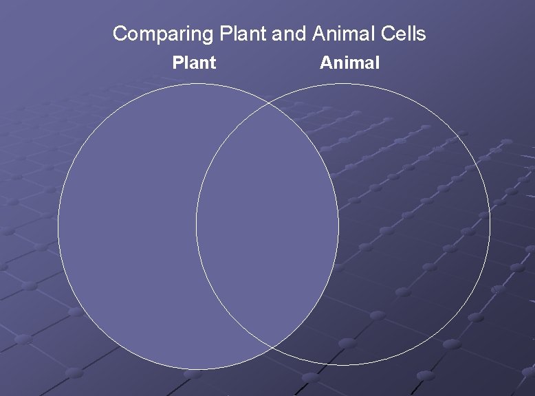 Comparing Plant and Animal Cells Plant Animal 