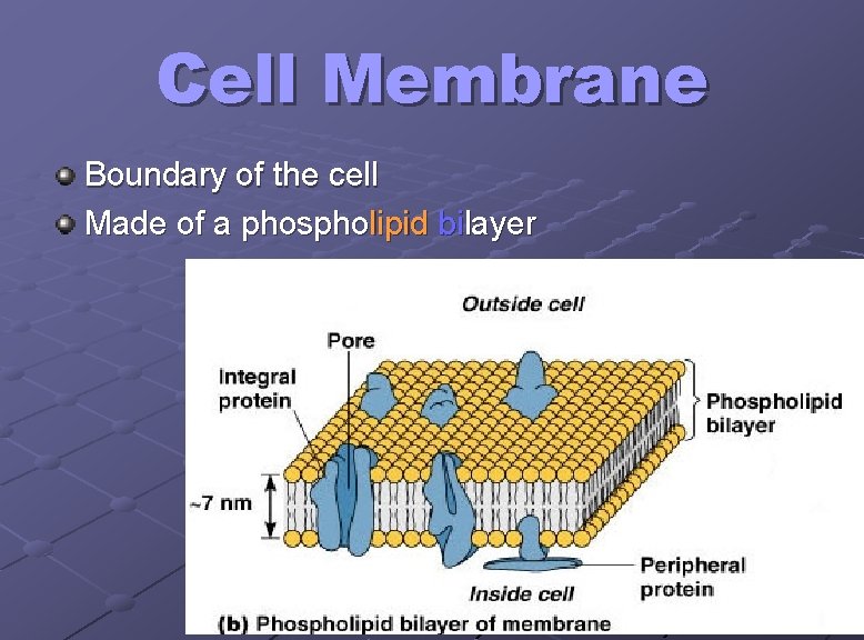 Cell Membrane Boundary of the cell Made of a phospholipid bilayer 