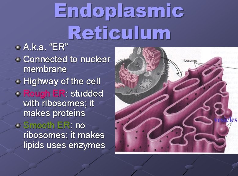 Endoplasmic Reticulum A. k. a. “ER” Connected to nuclear membrane Highway of the cell