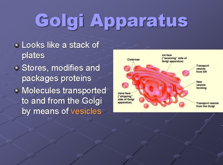 Golgi Apparatus Looks like a stack of plates Stores, modifies and packages proteins Molecules