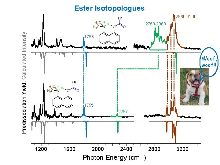 Ester Isotopologues 2960 -3200 Predissociation Yield, Calculated Intensity 2750 -2960 1793 Woof, woof!! 1795 Ester Isotopologues 2960 -3200 Predissociation Yield, Calculated Intensity 2750 -2960 1793 Woof, woof!! 1795