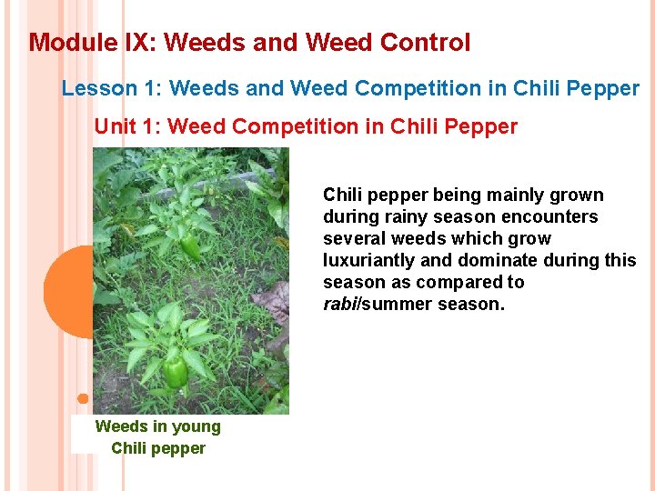 Module IX: Weeds and Weed Control Lesson 1: Weeds and Weed Competition in Chili