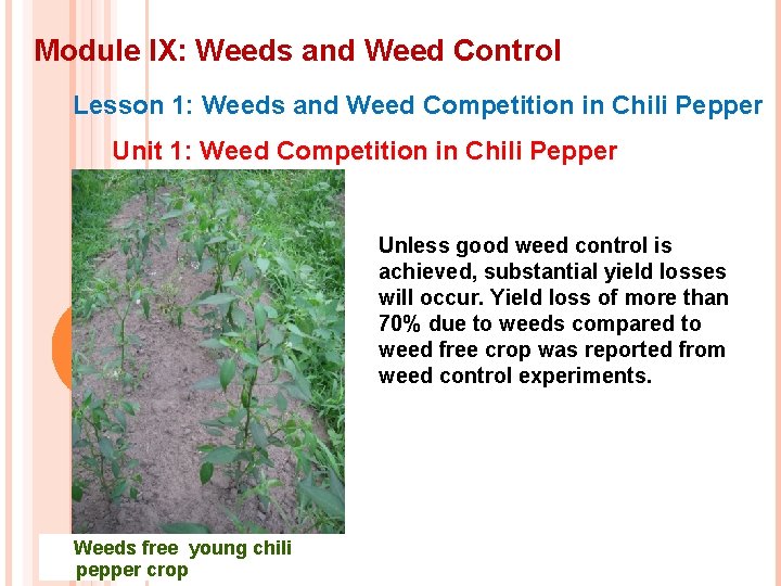 Module IX: Weeds and Weed Control Lesson 1: Weeds and Weed Competition in Chili