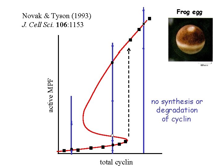 Frog egg active MPF Novak & Tyson (1993) J. Cell Sci. 106: 1153 no