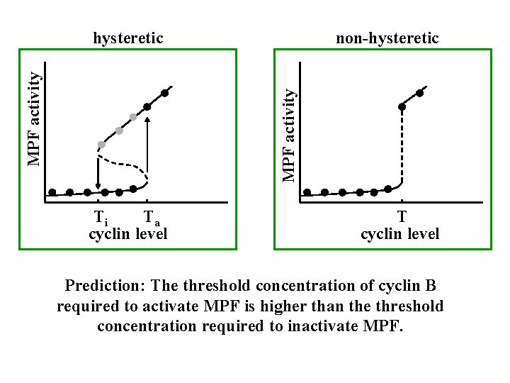 non-hysteretic MPF activity hysteretic Ti Ta cyclin level T cyclin level Prediction: The threshold