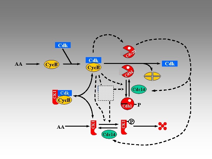 Cdk Cyc. B Cdk h 1 Cd Cdk Cln 2 Cdk Cyc. B Cdc