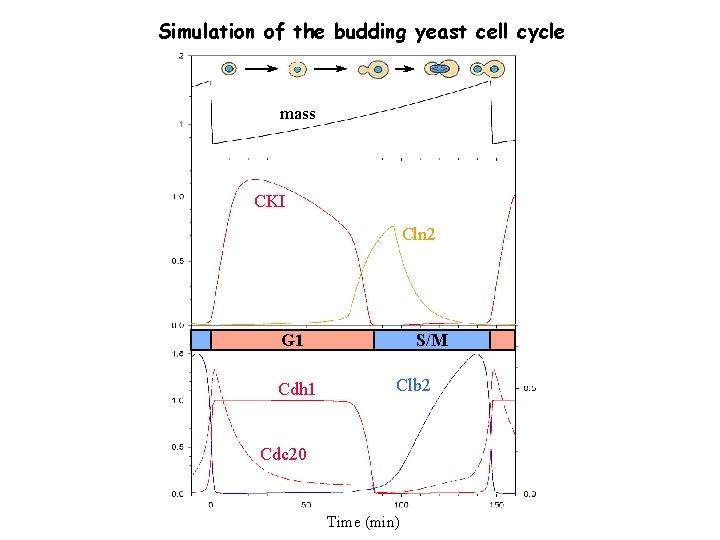 Simulation of the budding yeast cell cycle mass CKI Cln 2 G 1 Cdh