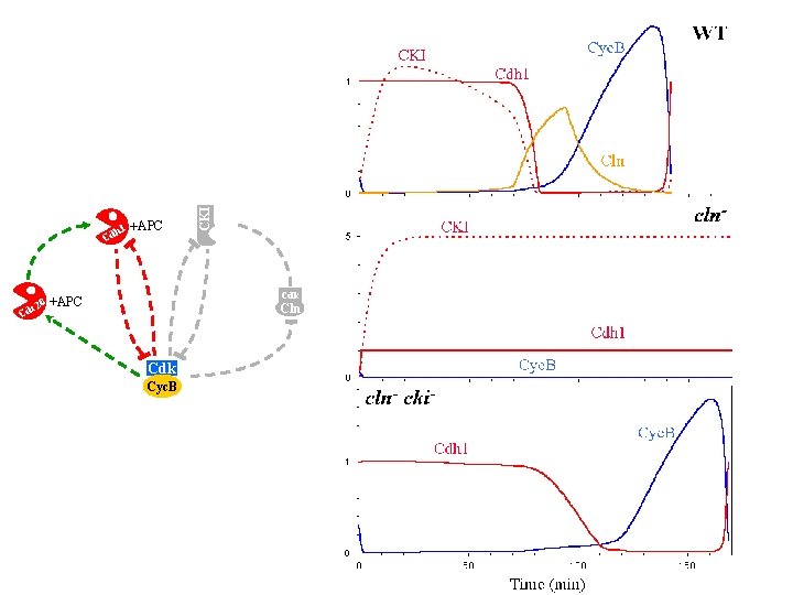+APC CKI h 1 Cd Cdk 20 +APC dc Cln C Cdk Cyc. B