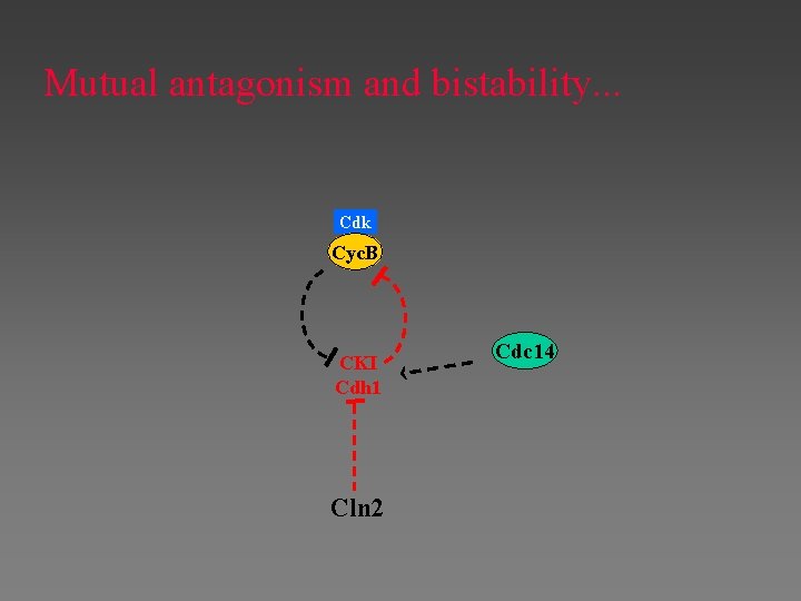 Mutual antagonism and bistability. . . Cdk Cyc. B CKI Cdh 1 Cln 2