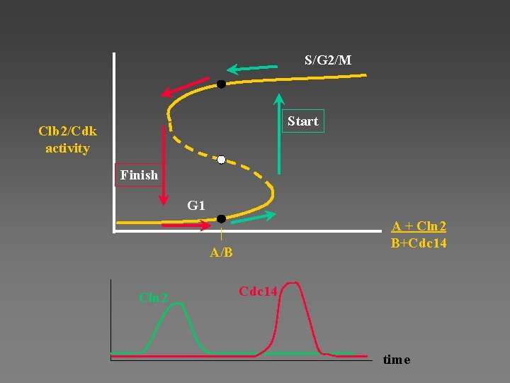 S/G 2/M Start Clb 2/Cdk activity Finish G 1 A + Cln 2 B+Cdc