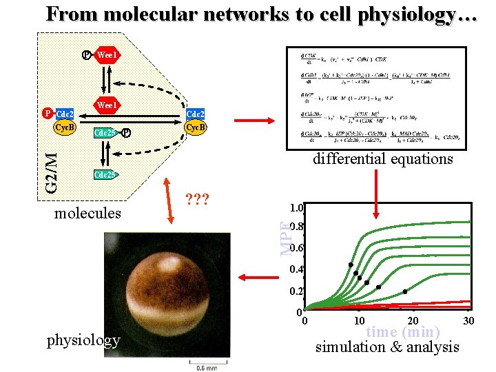 From molecular networks to cell physiology… P Wee 1 G 2/M Cyc. B Wee