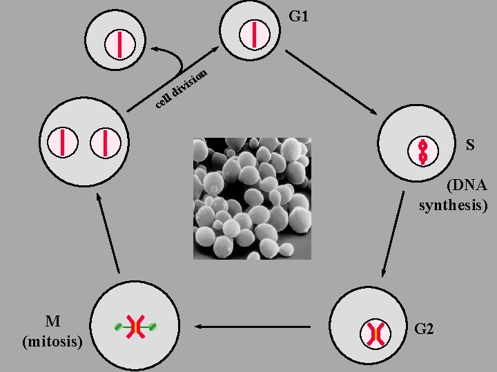 G 1 n io s i v i d ell c S (DNA synthesis)
