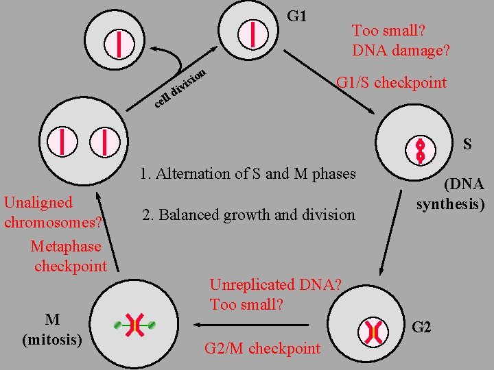 G 1 n io s i v Too small? DNA damage? G 1/S checkpoint