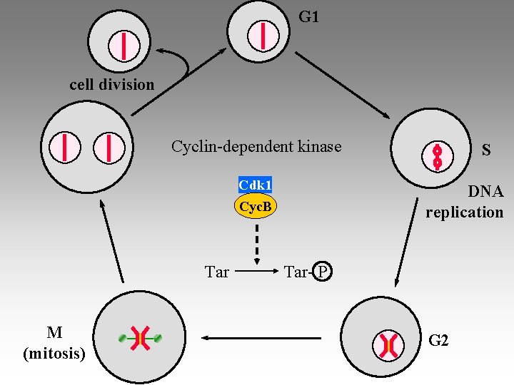 G 1 cell division Cyclin-dependent kinase Cdk 1 Cyc. B Tar M (mitosis) S
