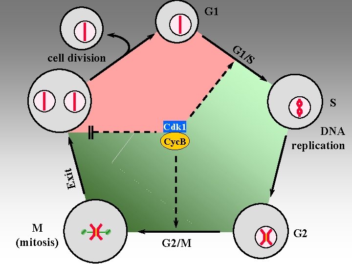 G 1 /S cell division S DNA replication Exit Cdk 1 Cyc. B M