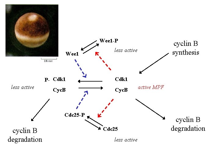 Wee 1 -P Wee 1 less active P- Cdk 1 Cyc. B Cdc 25