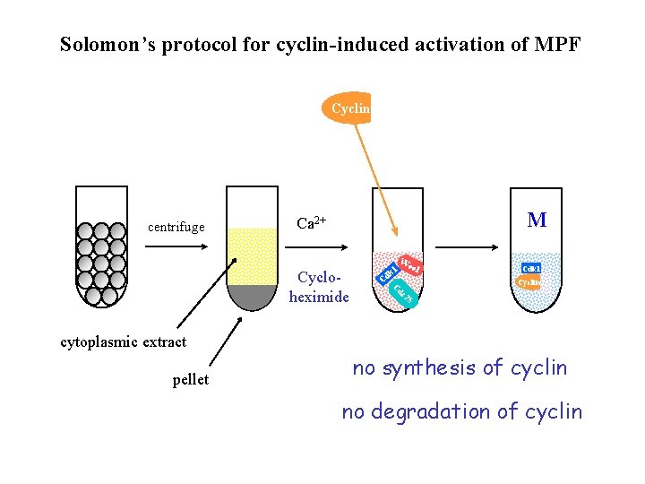 Solomon’s protocol for cyclin-induced activation of MPF Cyclin centrifuge M Ca 2+ Cycloheximide We