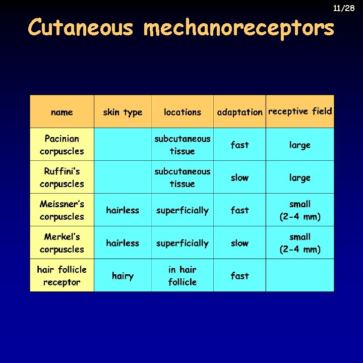 11/28 Cutaneous mechanoreceptors 