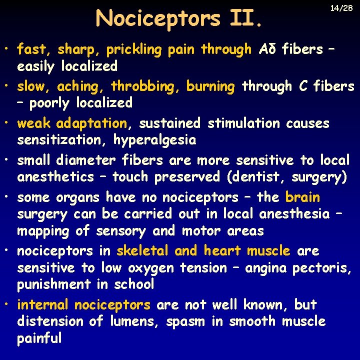 Nociceptors II. 14/28 • fast, sharp, prickling pain through Aδ fibers – easily localized