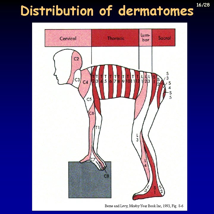Distribution of dermatomes Berne and Levy, Mosby Year Book Inc, 1993, Fig. 8 -6