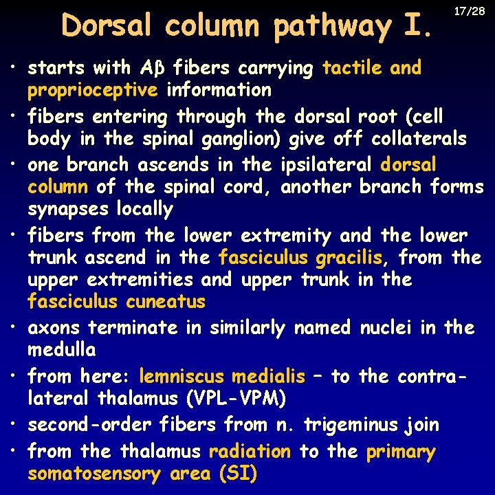 Dorsal column pathway I. 17/28 • starts with Aβ fibers carrying tactile and proprioceptive