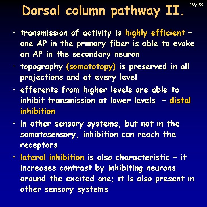 Dorsal column pathway II. 19/28 • transmission of activity is highly efficient – one