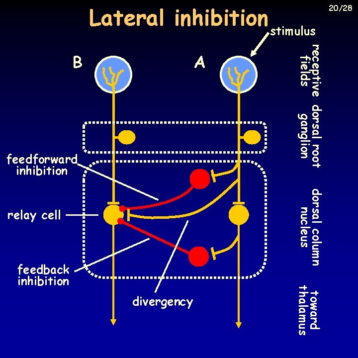 Lateral inhibition stimulus A feedforward inhibition receptive dorsal root ganglion fields B dorsal column