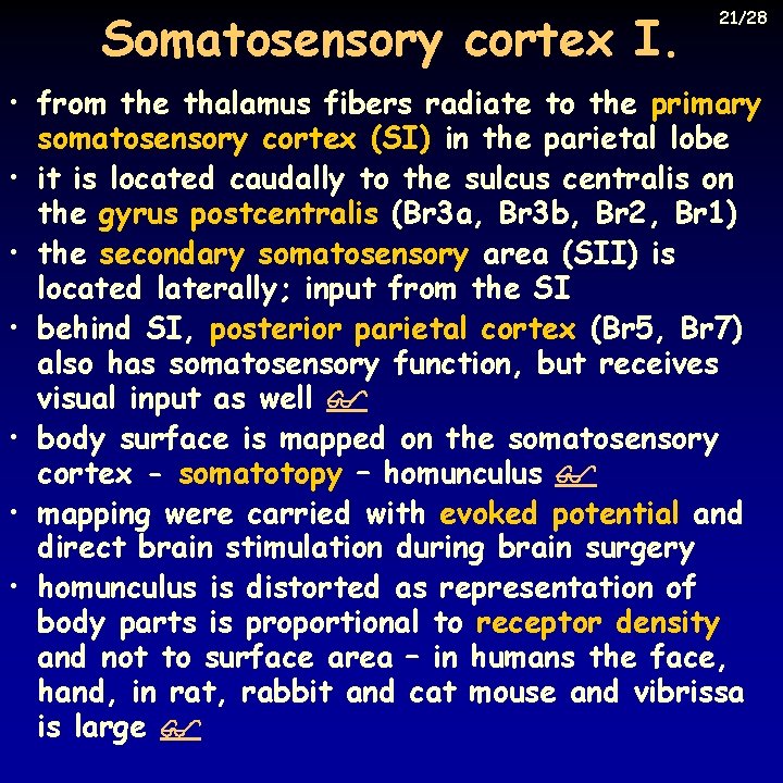 Somatosensory cortex I. 21/28 • from the thalamus fibers radiate to the primary somatosensory