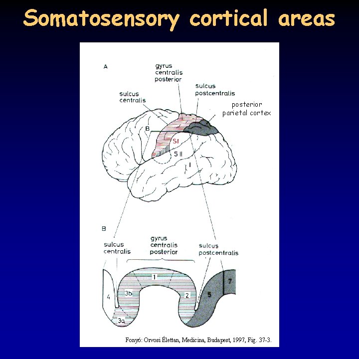 Somatosensory cortical areas posterior parietal cortex Fonyó: Orvosi Élettan, Medicina, Budapest, 1997, Fig. 37