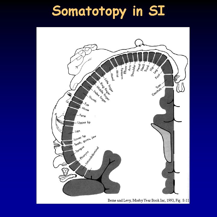 Somatotopy in SI Berne and Levy, Mosby Year Book Inc, 1993, Fig. 8 -11