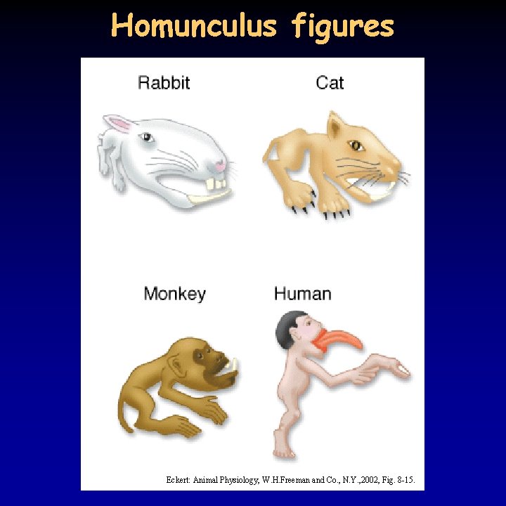 Homunculus figures Eckert: Animal Physiology, W. H. Freeman and Co. , N. Y. ,