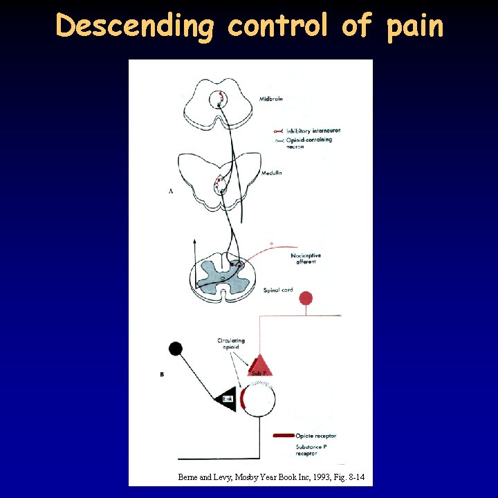 Descending control of pain Berne and Levy, Mosby Year Book Inc, 1993, Fig. 8