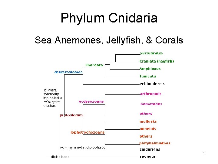 Phylum Cnidaria Sea Anemones, Jellyfish, & Corals 1 