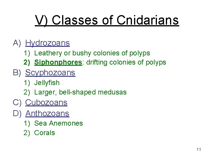 V) Classes of Cnidarians A) Hydrozoans 1) Leathery or bushy colonies of polyps 2)