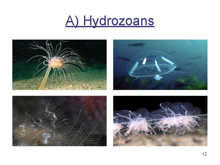 A) Hydrozoans 12 