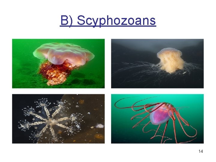 B) Scyphozoans 14 