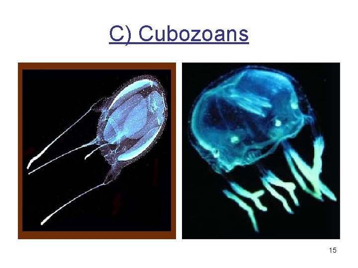 C) Cubozoans 15 
