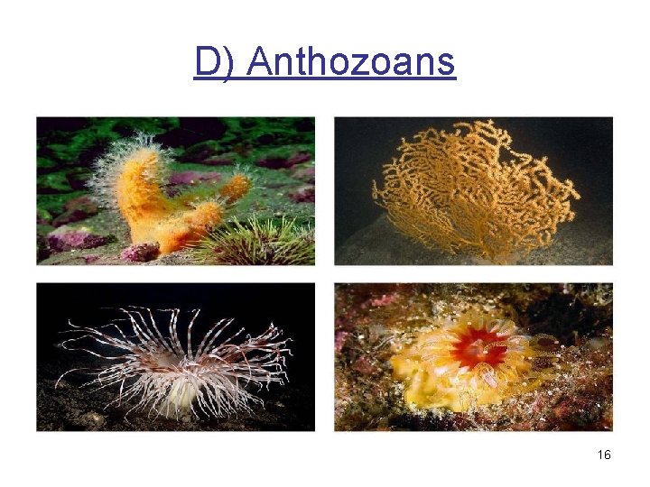 D) Anthozoans 16 