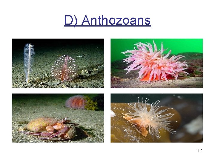 D) Anthozoans 17 