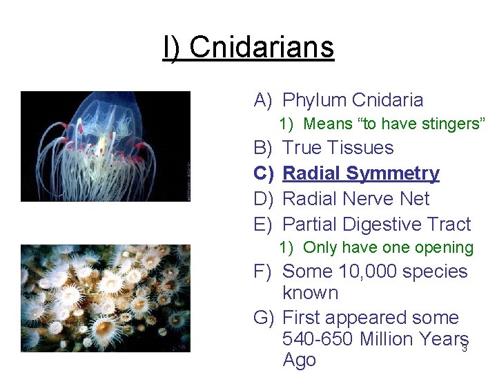 I) Cnidarians A) Phylum Cnidaria 1) Means “to have stingers” B) C) D) E)