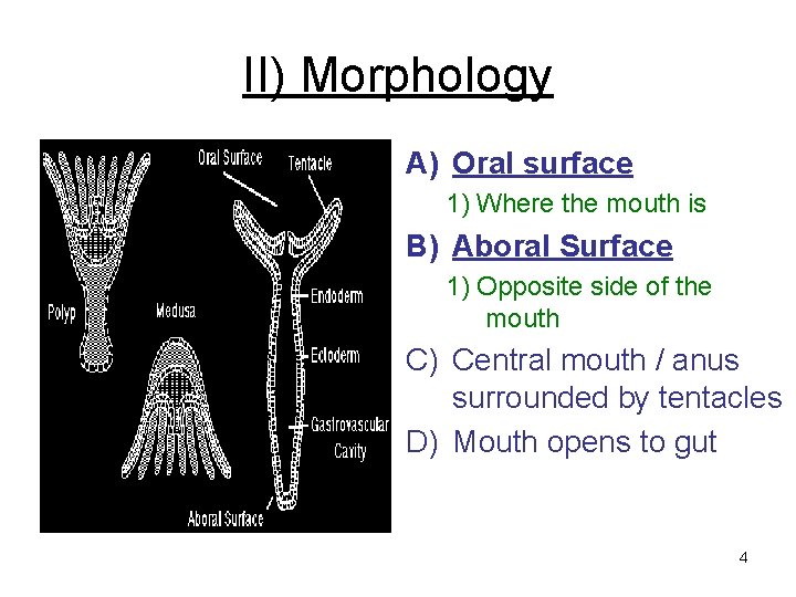 II) Morphology A) Oral surface 1) Where the mouth is B) Aboral Surface 1)
