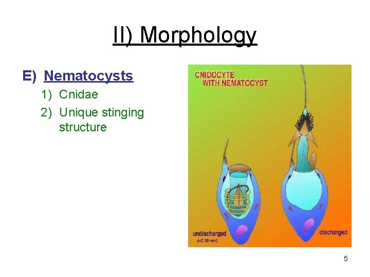 II) Morphology E) Nematocysts 1) Cnidae 2) Unique stinging structure 5 