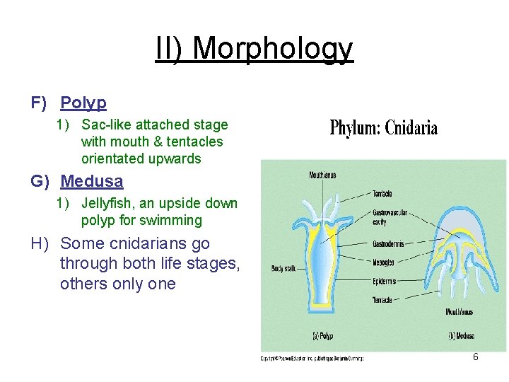 II) Morphology F) Polyp 1) Sac-like attached stage with mouth & tentacles orientated upwards